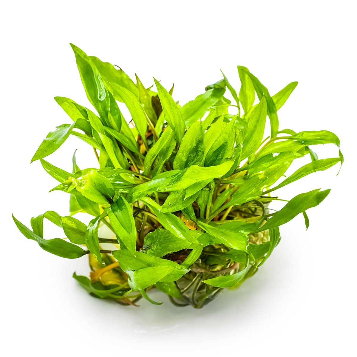 Cryptocoryne wendtii 'Green' — 1-2-Grow!
