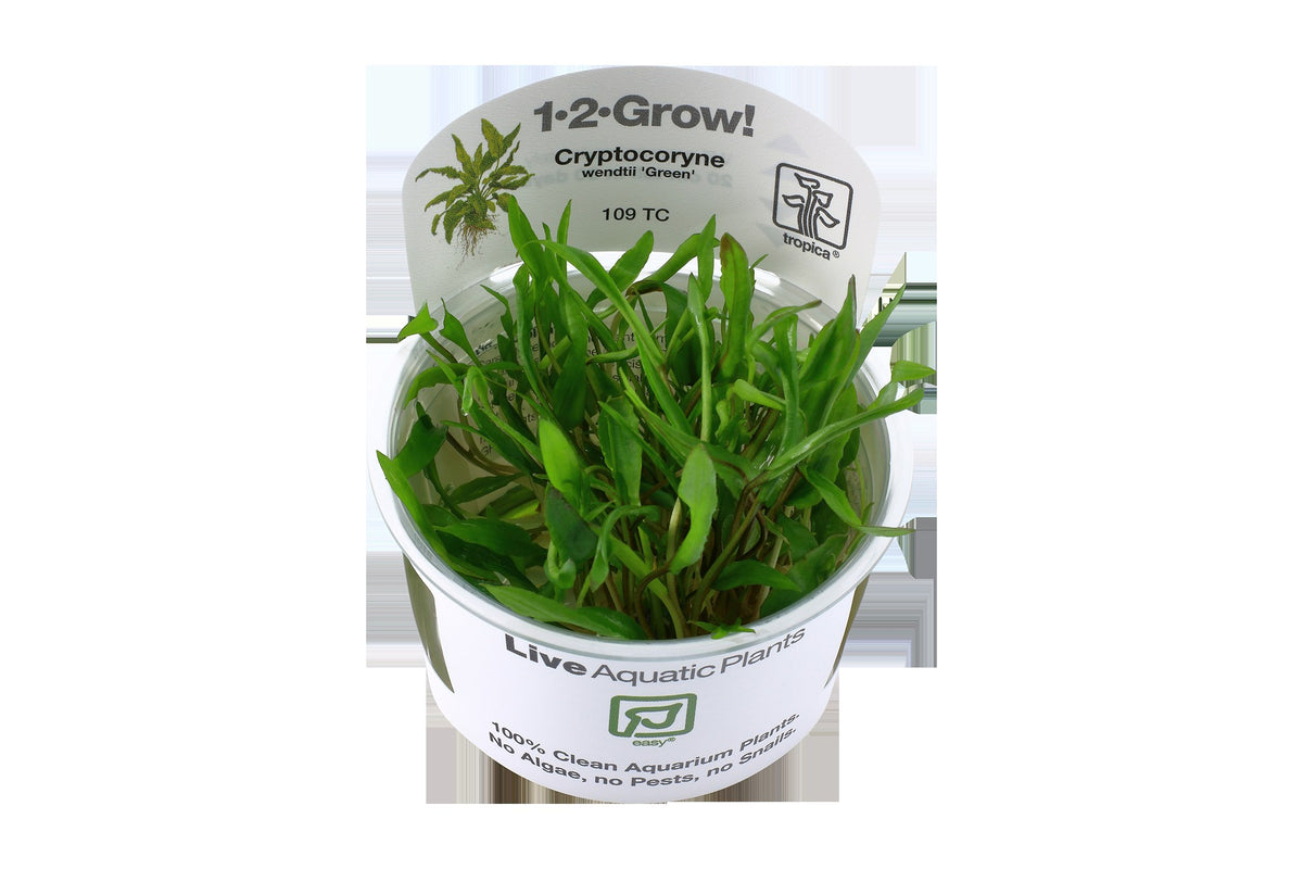 Cryptocoryne wendtii 'Green' — 1-2-Grow!