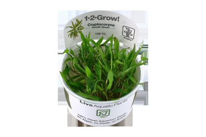 Cryptocoryne wendtii 'Green' — 1-2-Grow!
