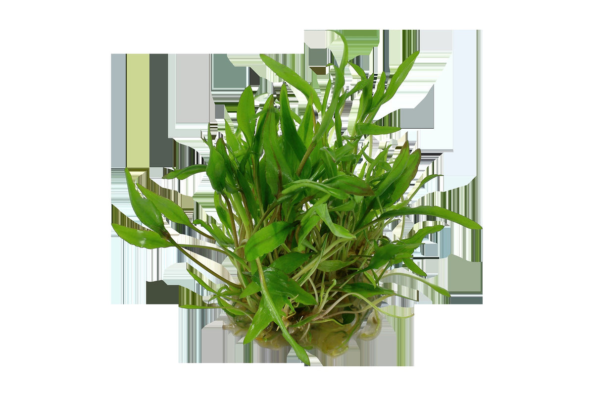 Cryptocoryne wendtii 'Green' — 1-2-Grow!
