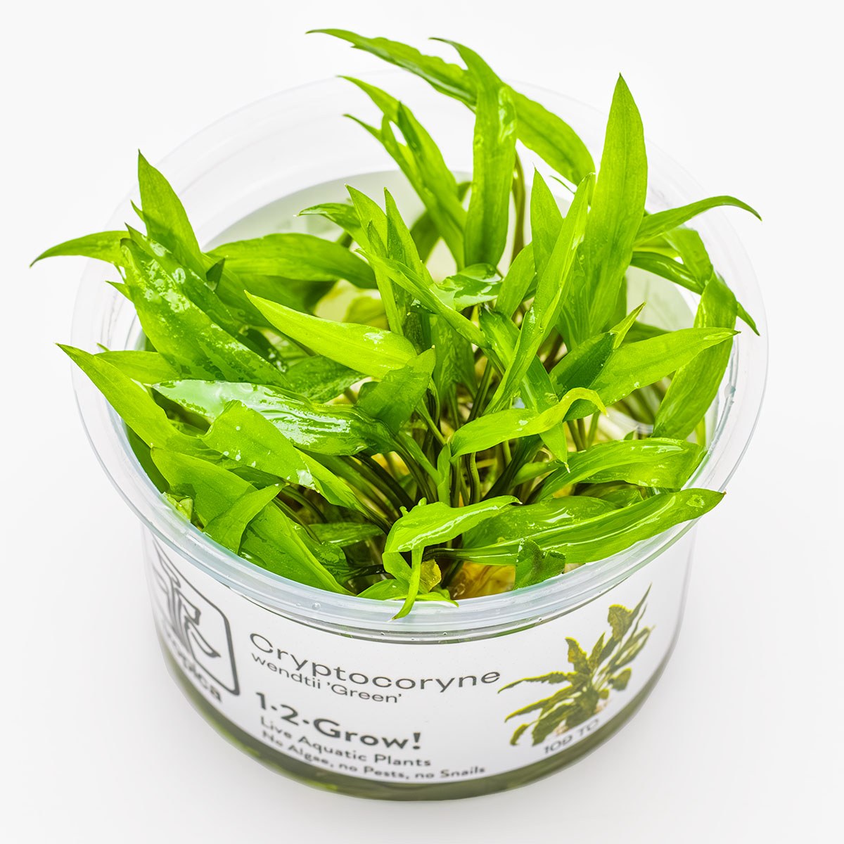 Cryptocoryne wendtii 'Green' — 1-2-Grow!