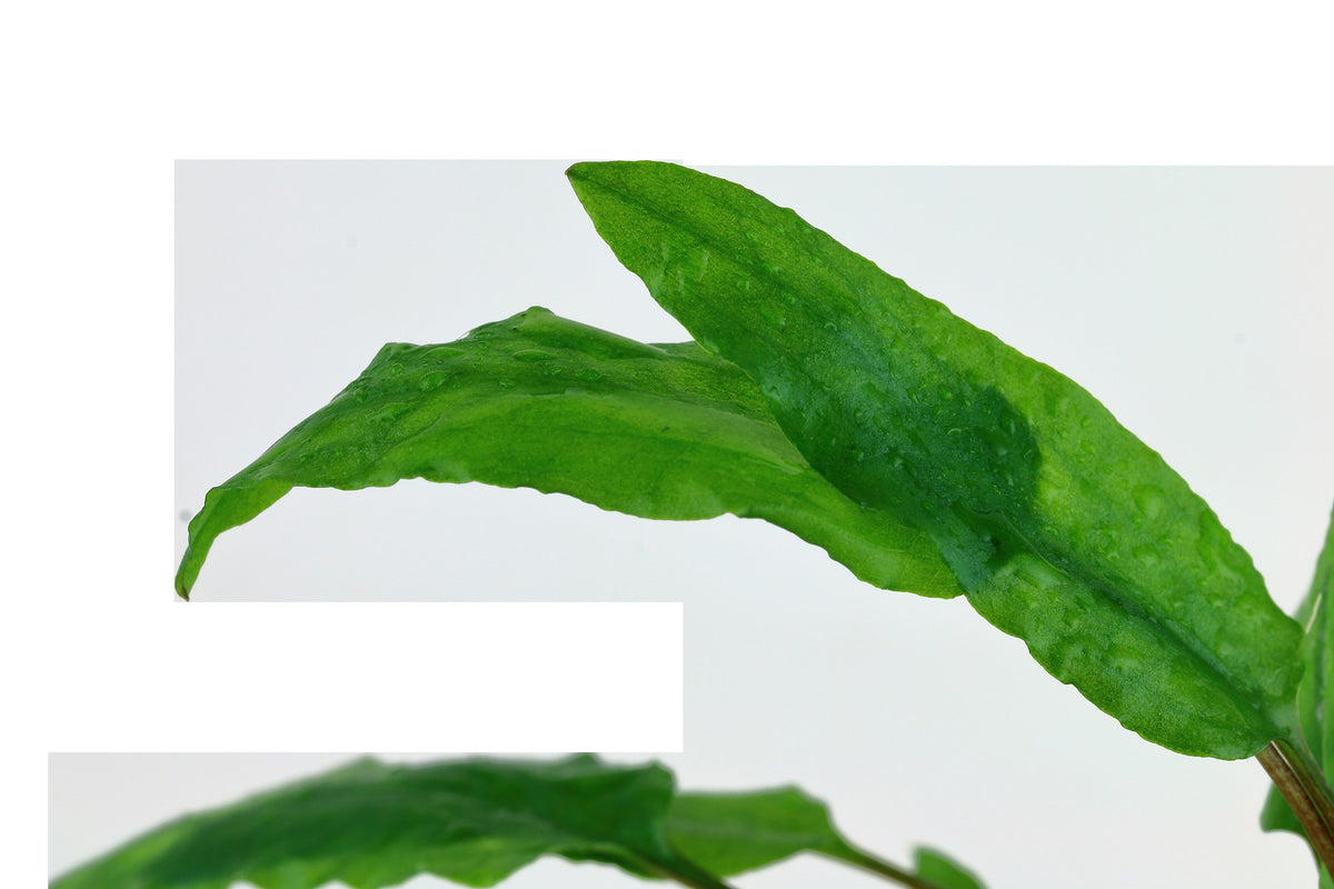 Cryptocoryne wendtii 'Green'