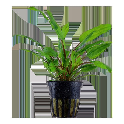 Cryptocoryne wendtii 'Green' — Potted
