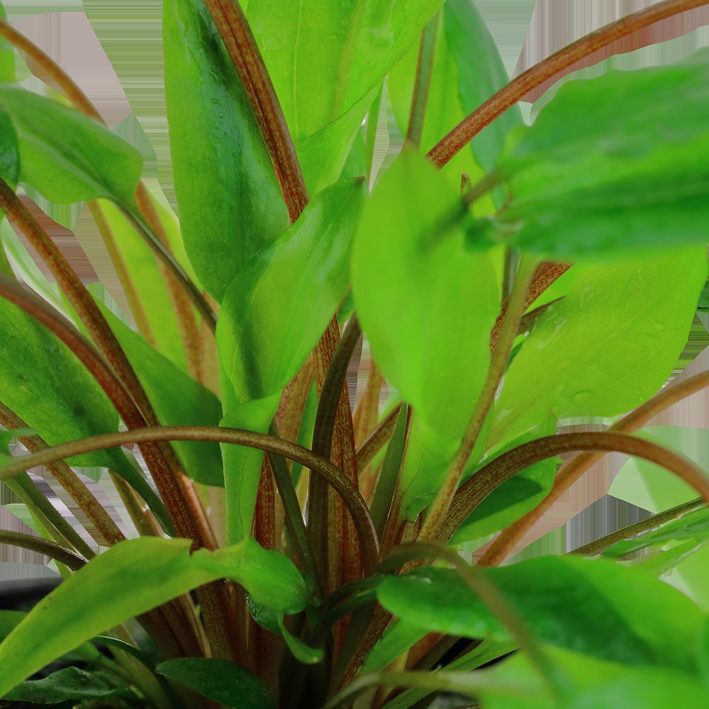 Cryptocoryne wendtii 'Green' — Potted
