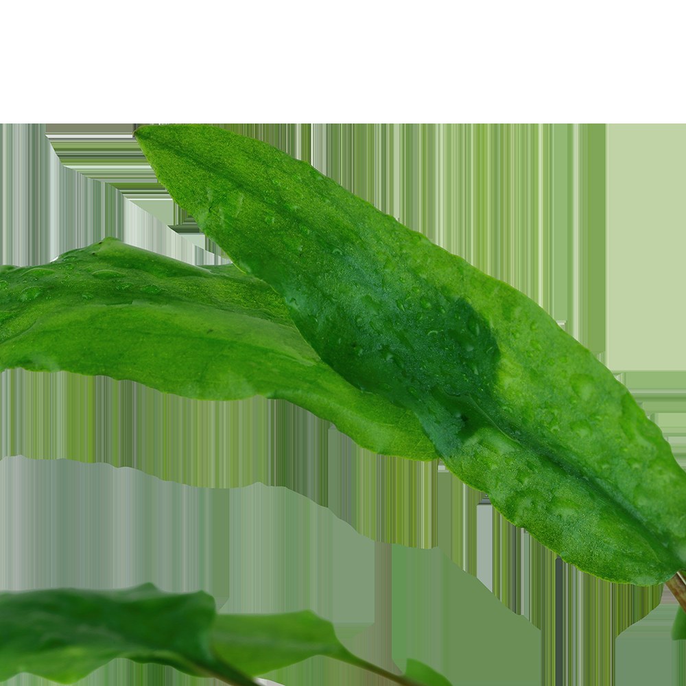 Cryptocoryne wendtii 'Green' — Potted
