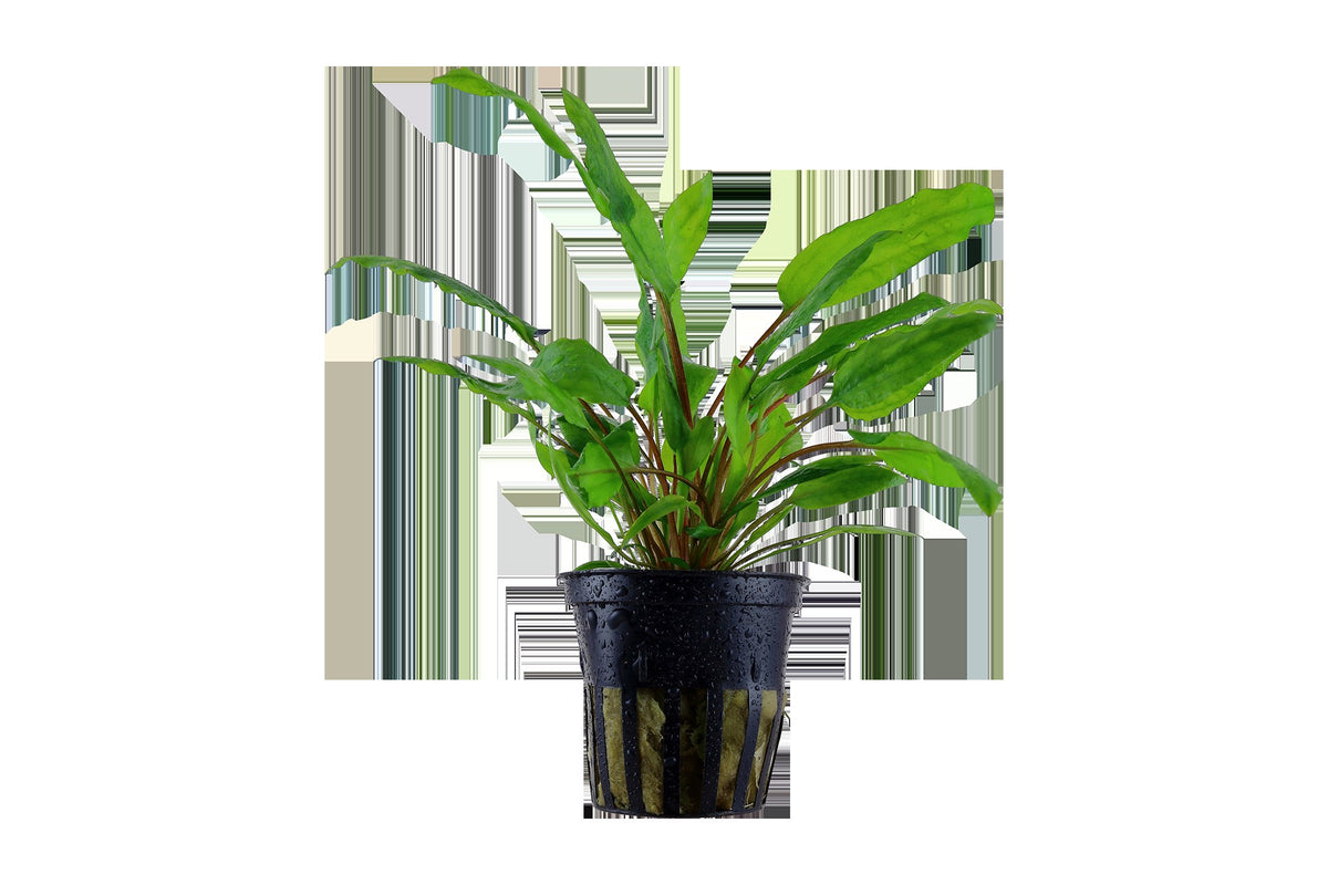 Cryptocoryne wendtii 'Green' — Potted