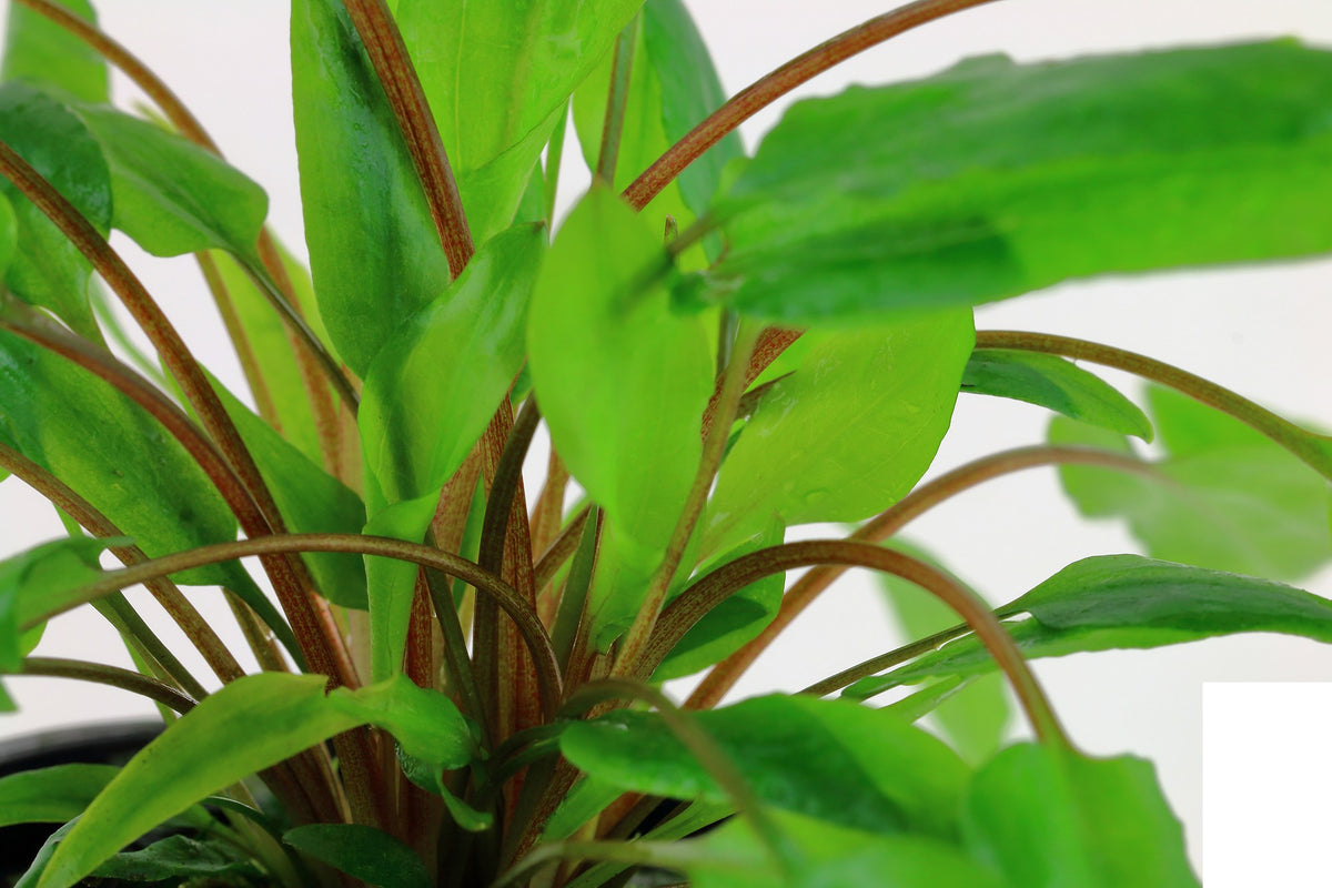Cryptocoryne wendtii 'Green' — Potted