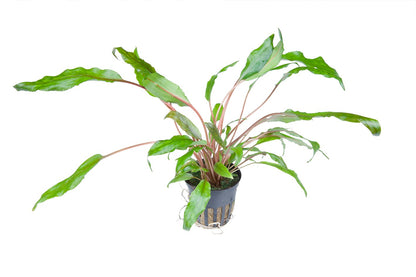 Cryptocoryne wendtii 'Green' — Potted