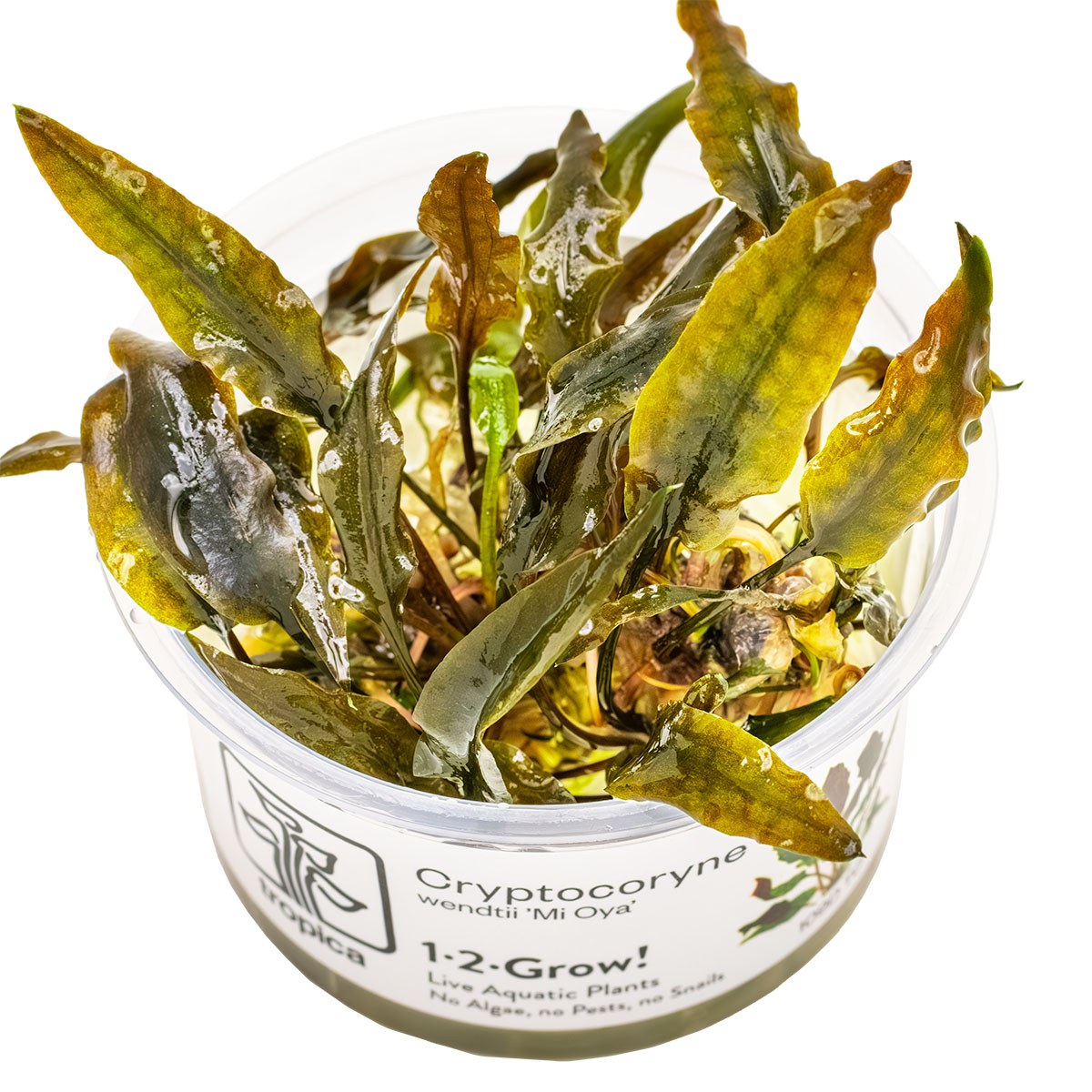 Cryptocoryne wendtii 'Mi Oya' - 1-2-Grow! Tissue Culture Aquarium Plant — 1-2-Grow!
