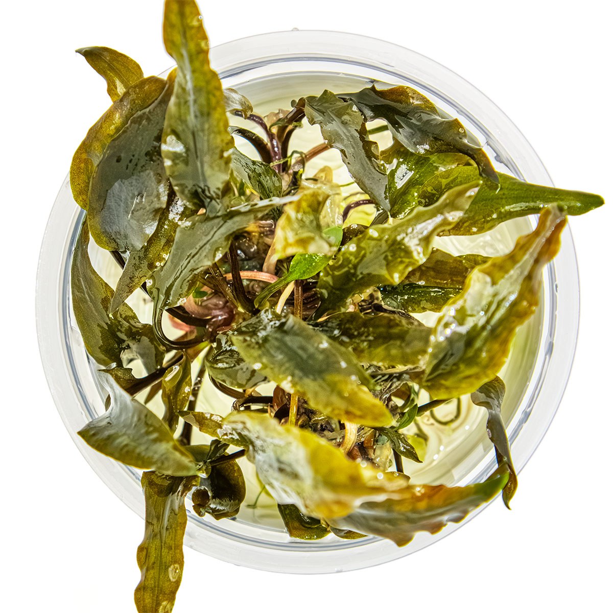 Cryptocoryne wendtii 'Mi Oya' - 1-2-Grow! Tissue Culture Aquarium Plant — 1-2-Grow!