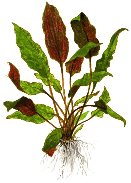Cryptocoryne wendtii 'Mi Oya' - 1-2-Grow! Tissue Culture Aquarium Plant — 1-2-Grow!
