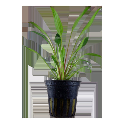 Cryptocoryne x willisii — Potted