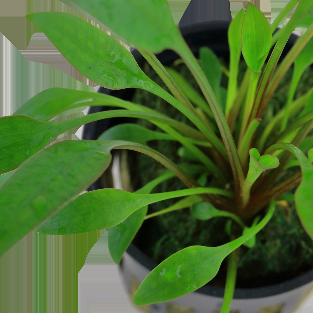 Cryptocoryne x willisii — Potted