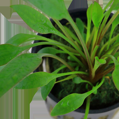 Cryptocoryne x willisii — Potted