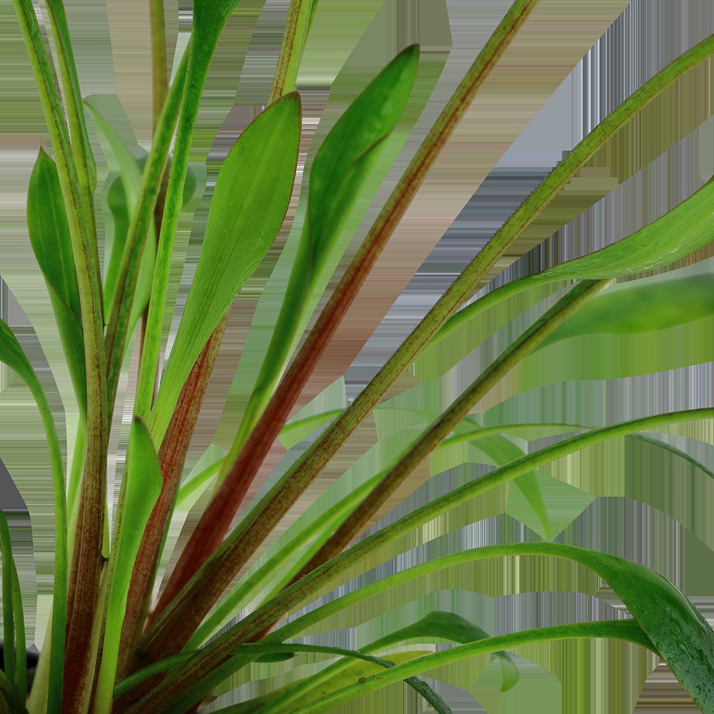 Cryptocoryne x willisii — Potted