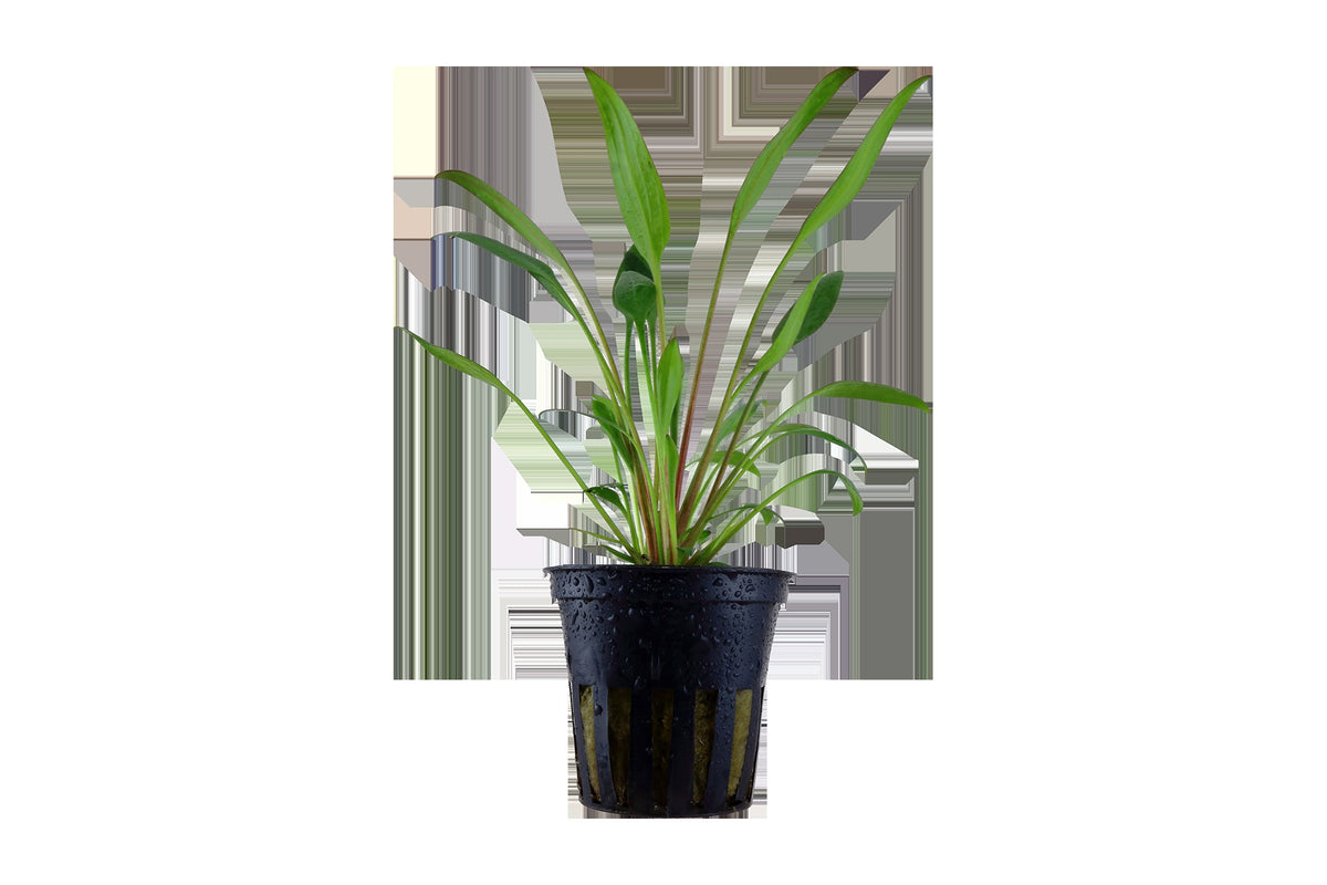 Cryptocoryne x willisii — Potted