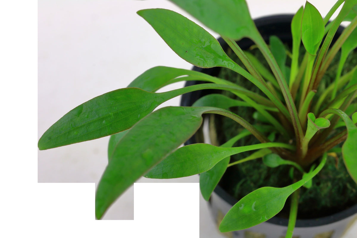 Cryptocoryne x willisii — Potted