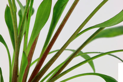 Cryptocoryne x willisii — Potted