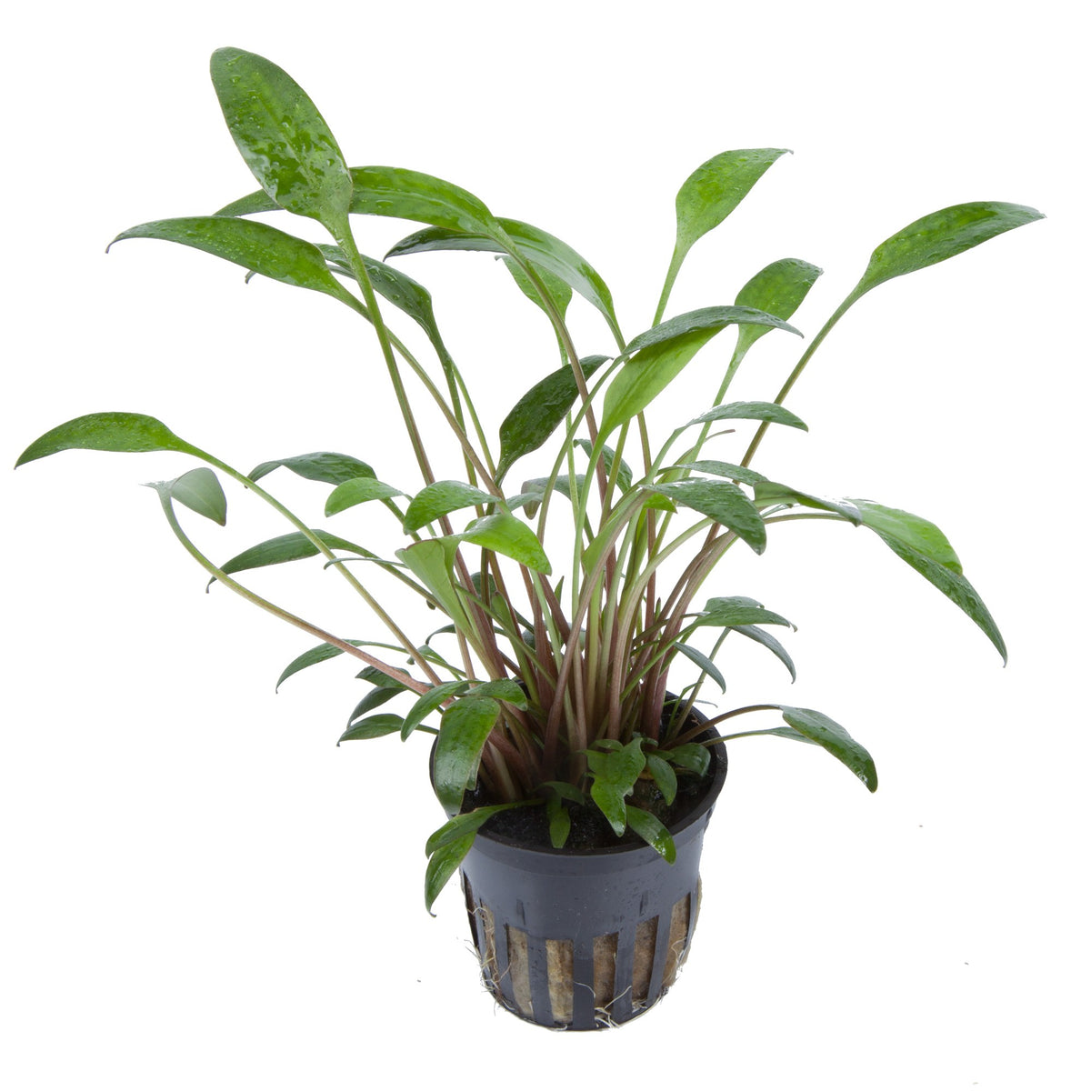 Cryptocoryne x willisii — Potted