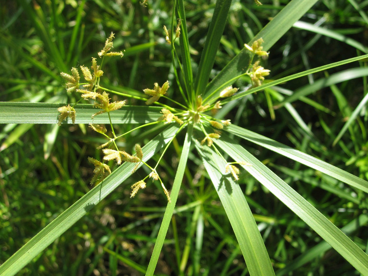 Cyperus alternifolius: 1 Litre Marginal Pond Plant