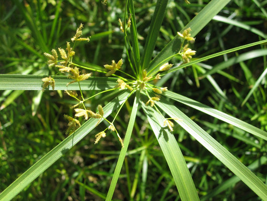 Cyperus alternifolius: 1 Litre Marginal Pond Plant
