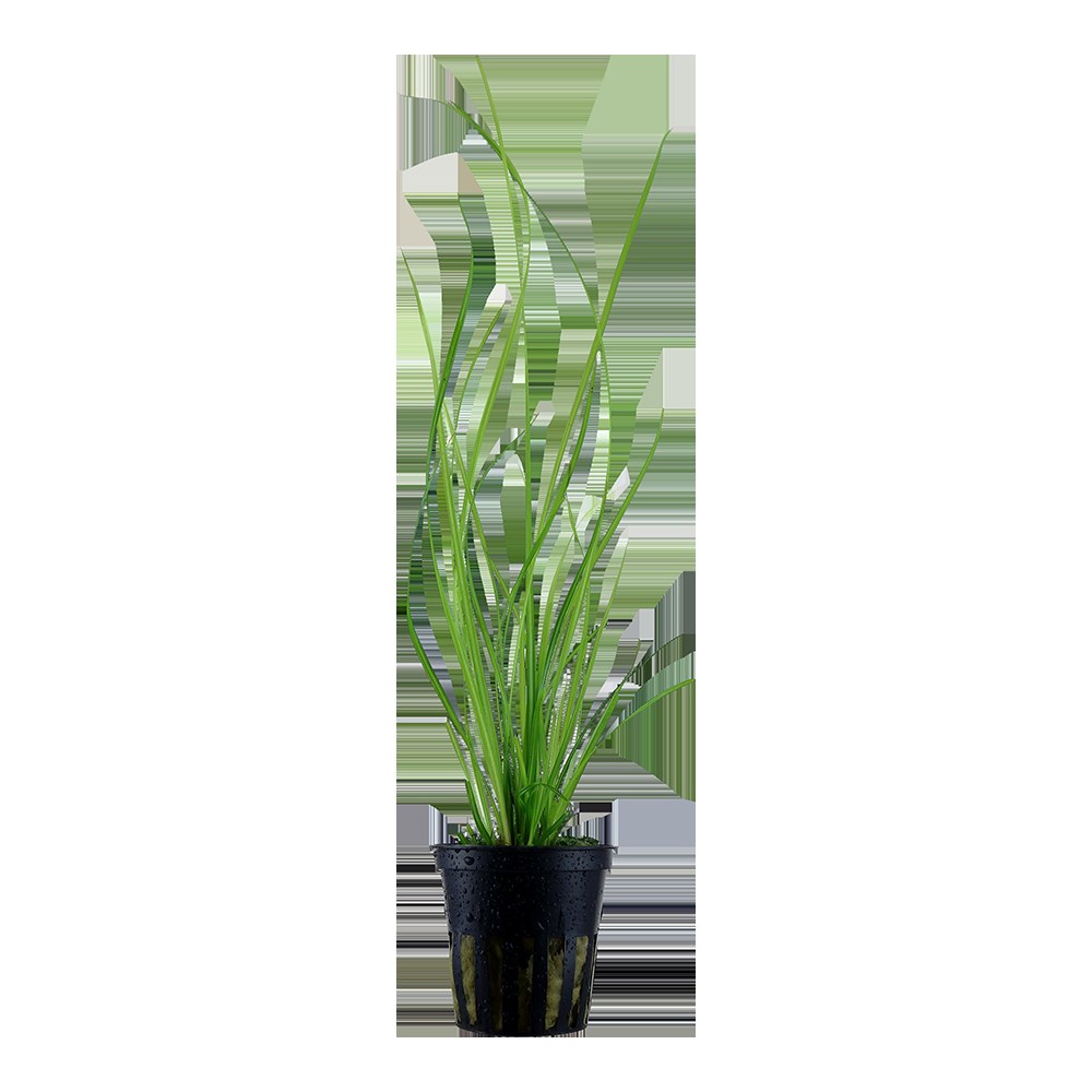 Cyperus helferi Potted Aquarium Plant — Potted