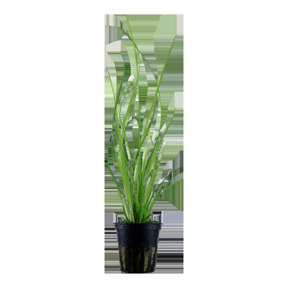 Cyperus helferi Potted Aquarium Plant — Potted
