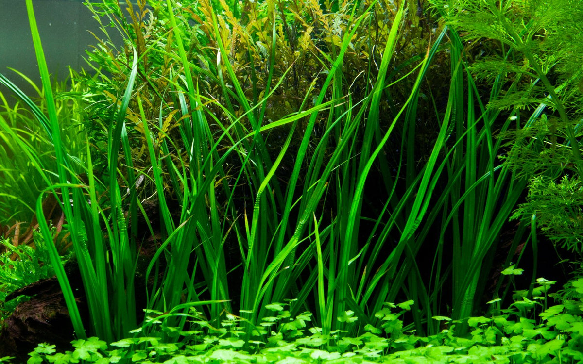 Cyperus helferi Potted Aquarium Plant — Potted