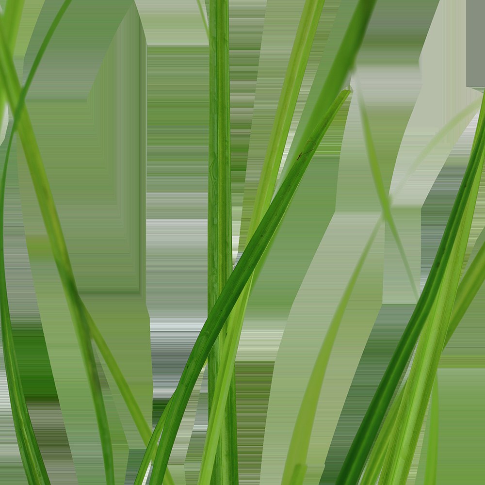 Cyperus helferi Potted Aquarium Plant — Potted
