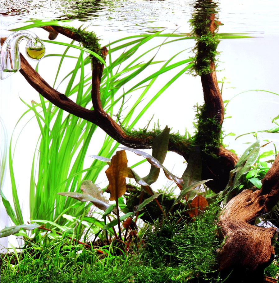 Cyperus helferi Potted Aquarium Plant — Potted