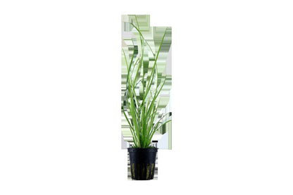 Cyperus helferi Potted Aquarium Plant — Potted
