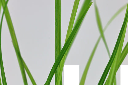 Cyperus helferi Potted Aquarium Plant — Potted