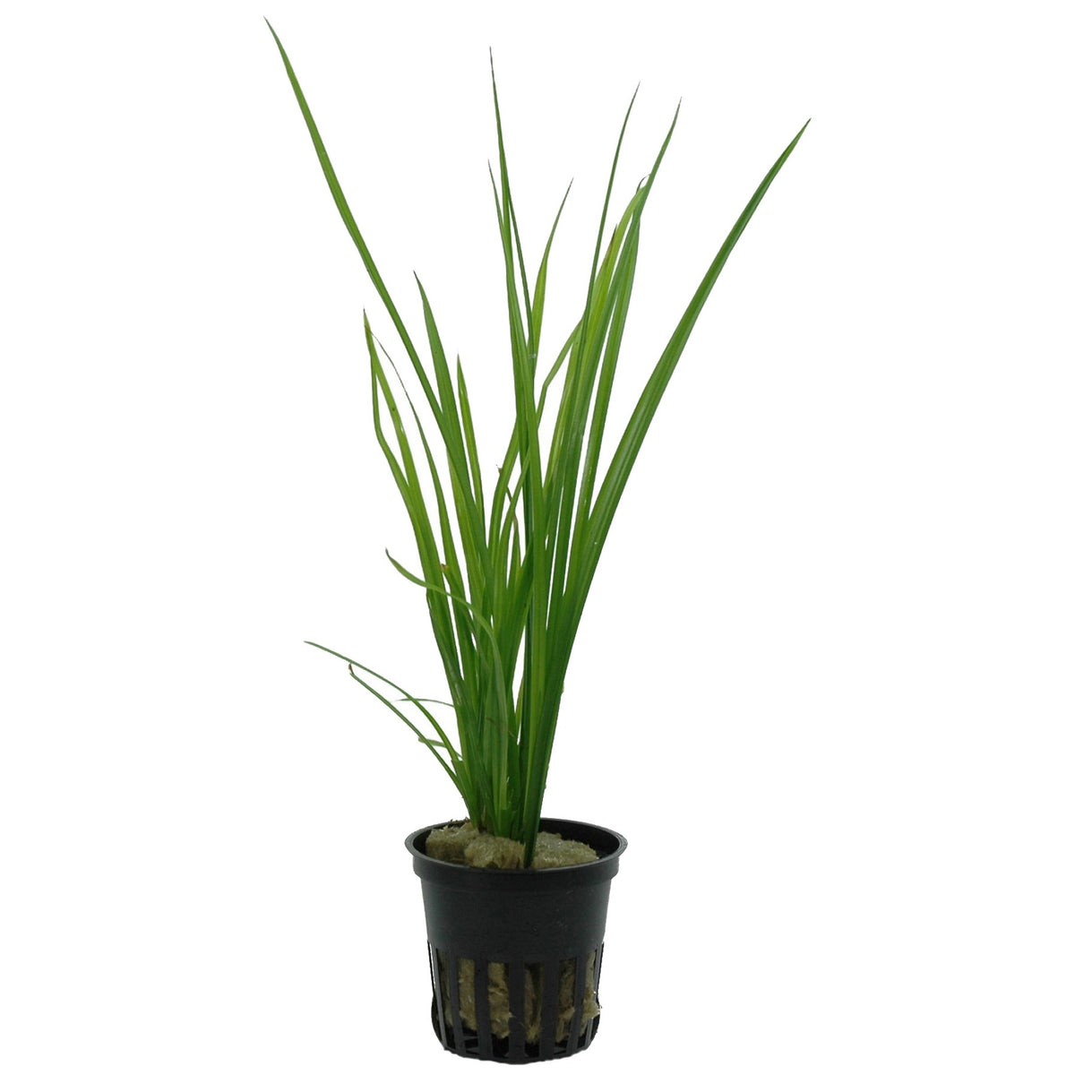 Cyperus helferi Potted Aquarium Plant — Potted