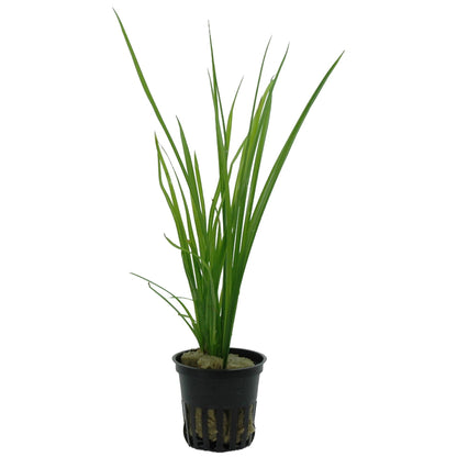 Cyperus helferi Potted Aquarium Plant — Potted