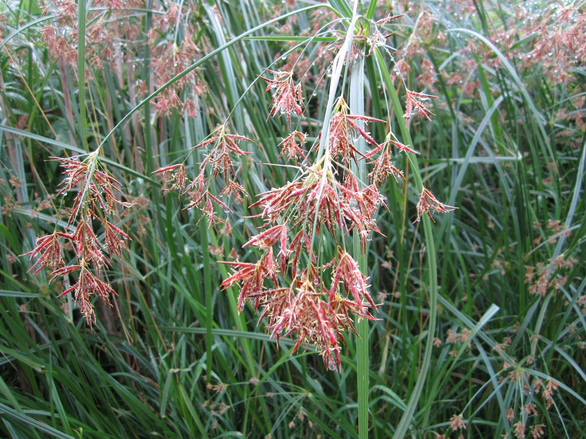 Cyperus longus Native Marginal Pond Plant