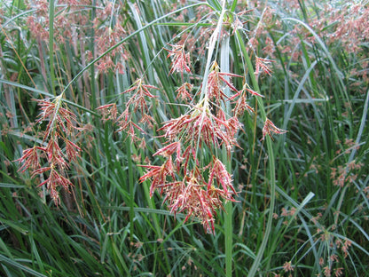 Cyperus longus Native Marginal Pond Plant