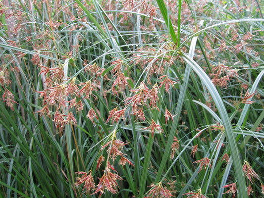 Cyperus longus Native Marginal Pond Plant
