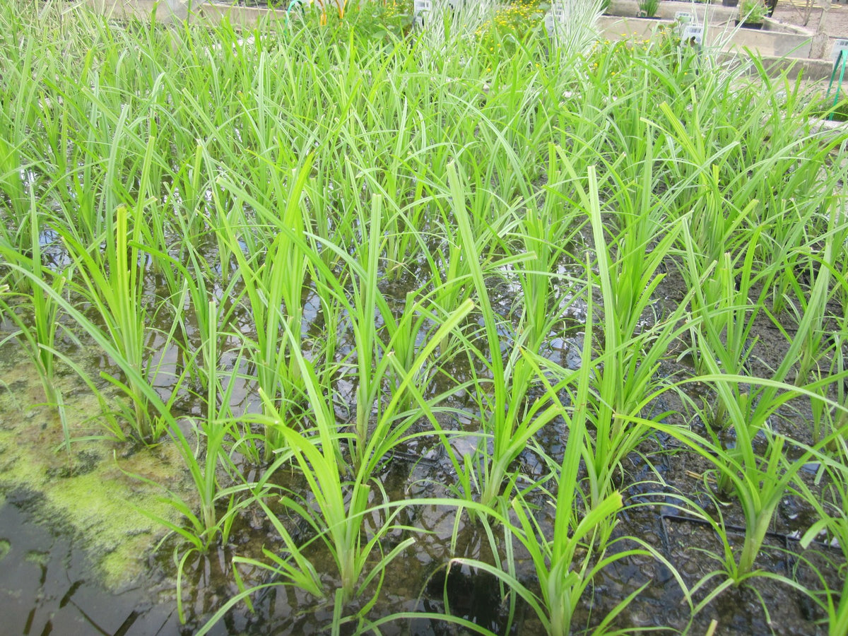Cyperus papyrus Marginal Pond Plant (1 Litre)
