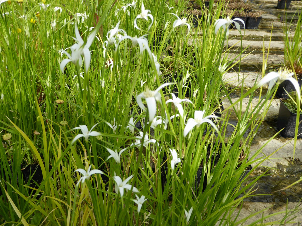 Dichromena colorata Marginal Pond Plant
