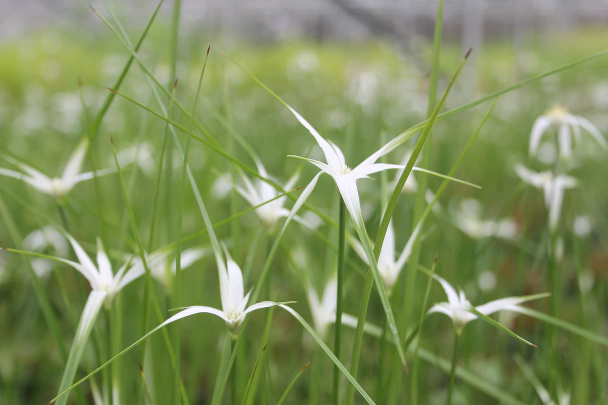 Dichromena colorata Marginal Pond Plant