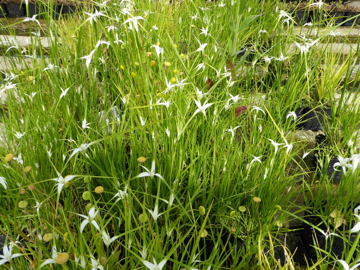 Dichromena colorata Marginal Pond Plant