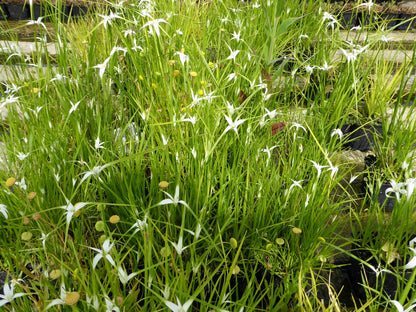 Dichromena colorata Marginal Pond Plant