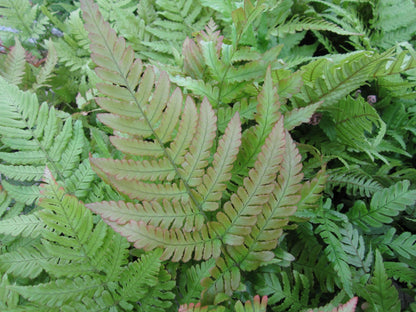Dryopteris erythrosora Fern Plants, Pack of 3 (9cm Pots)