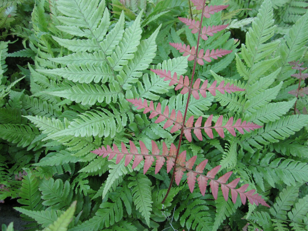 Dryopteris erythrosora Fern Plants, Pack of 3 (9cm Pots)