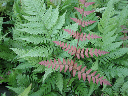 Dryopteris erythrosora Fern Plants, Pack of 3 (9cm Pots)