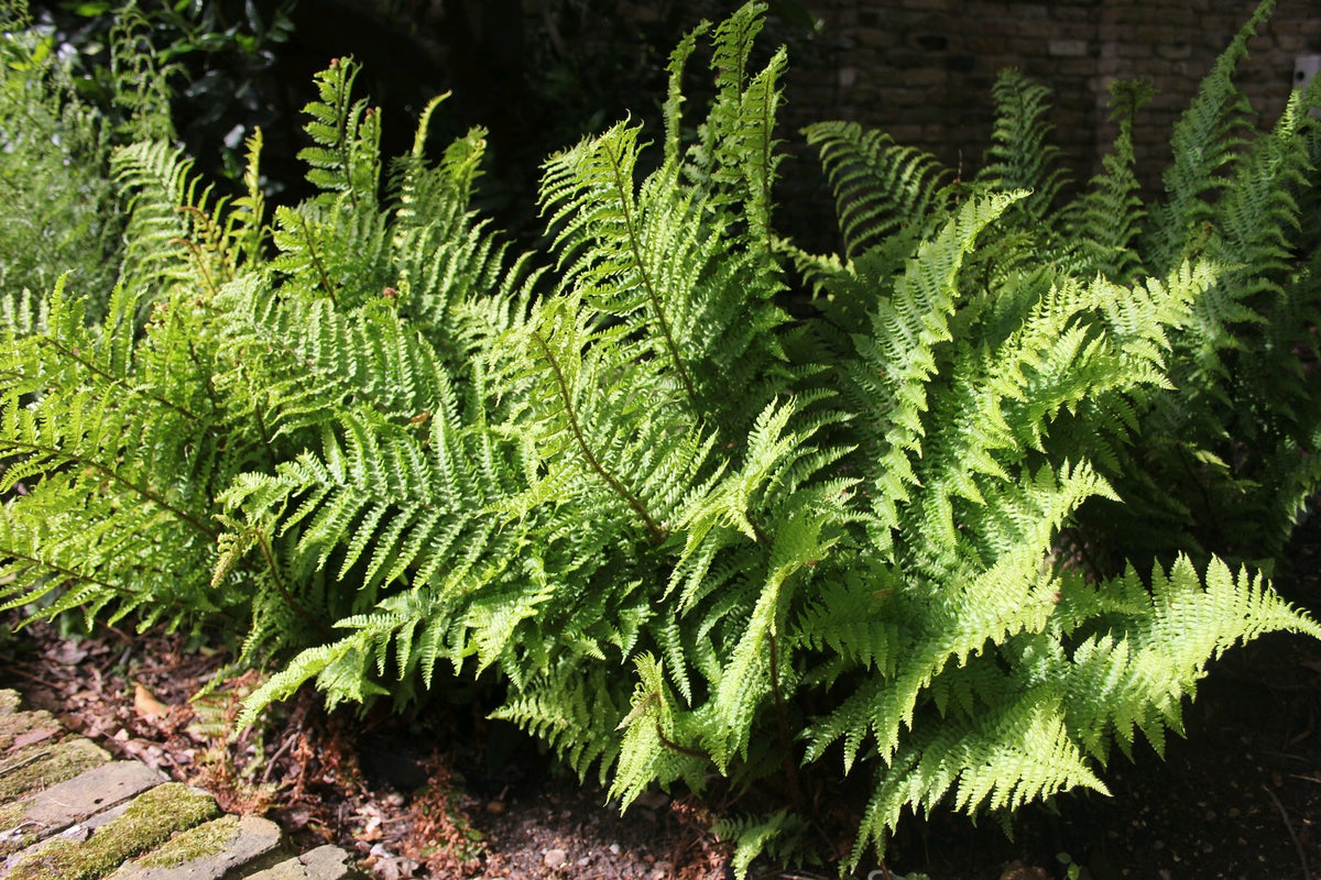 Dryopteris filix-mas Fern - Pack of 3 Plants