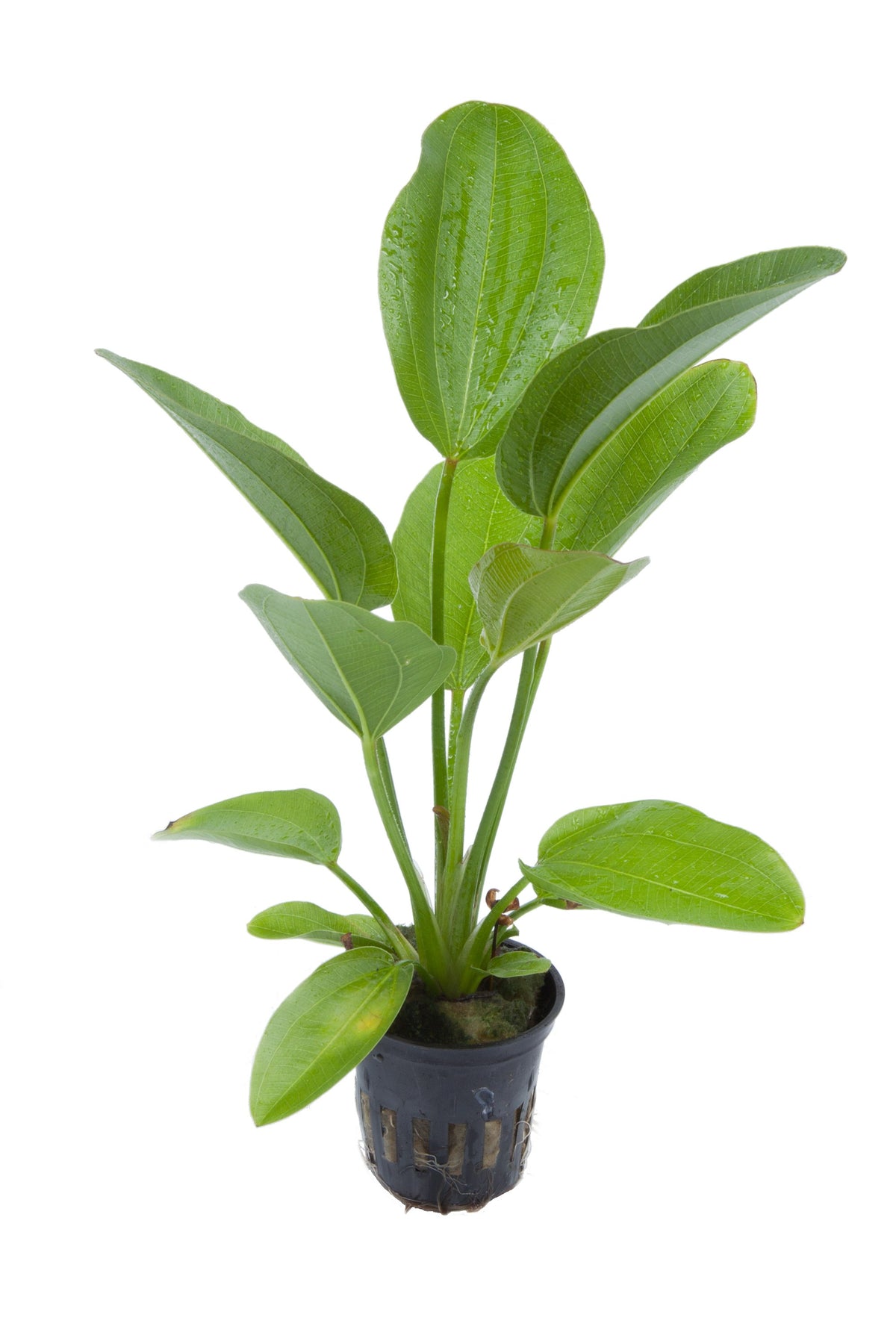 Echinodorus 'Aquartica' — Potted