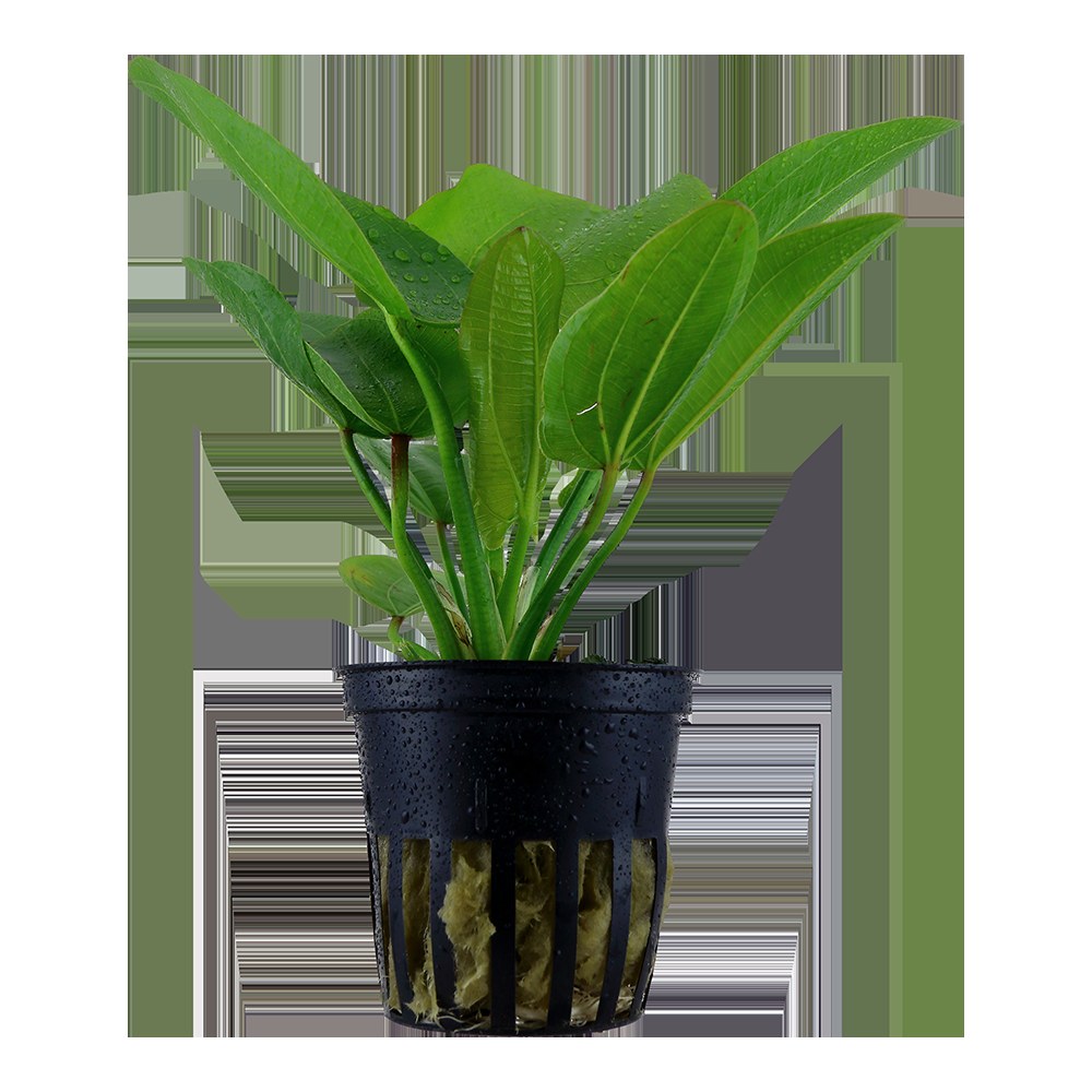 Echinodorus 'Aquartica' — Potted