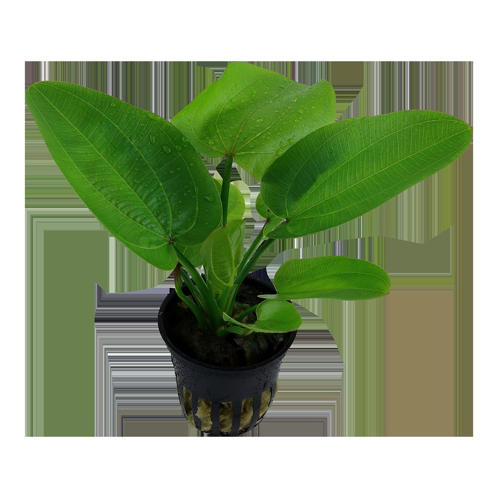 Echinodorus 'Aquartica' — Potted