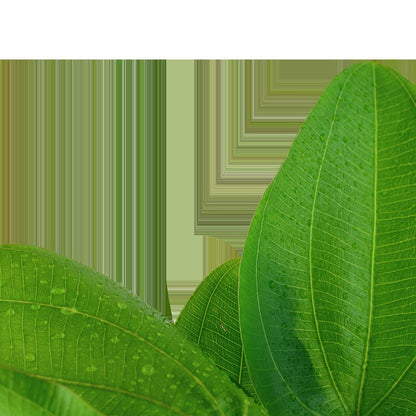 Echinodorus 'Aquartica' — Potted